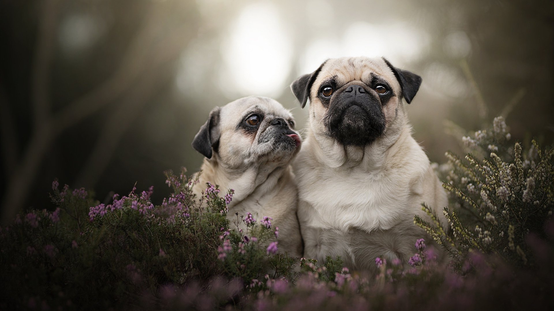 东方巨塔的崩塌与斯洛文尼亚魔术师的加冕，论一场非典型爆冷如何定义超级巨星